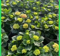 道路绿化绣球花出售     蓝边八仙花绣球基地顺阳花卉 