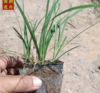精选观赏用麦冬苗 绿化用麦冬工程苗 青州海润花卉