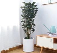 春立方东莞植物租摆公司 福禄桐 金钱兜 福禄寿